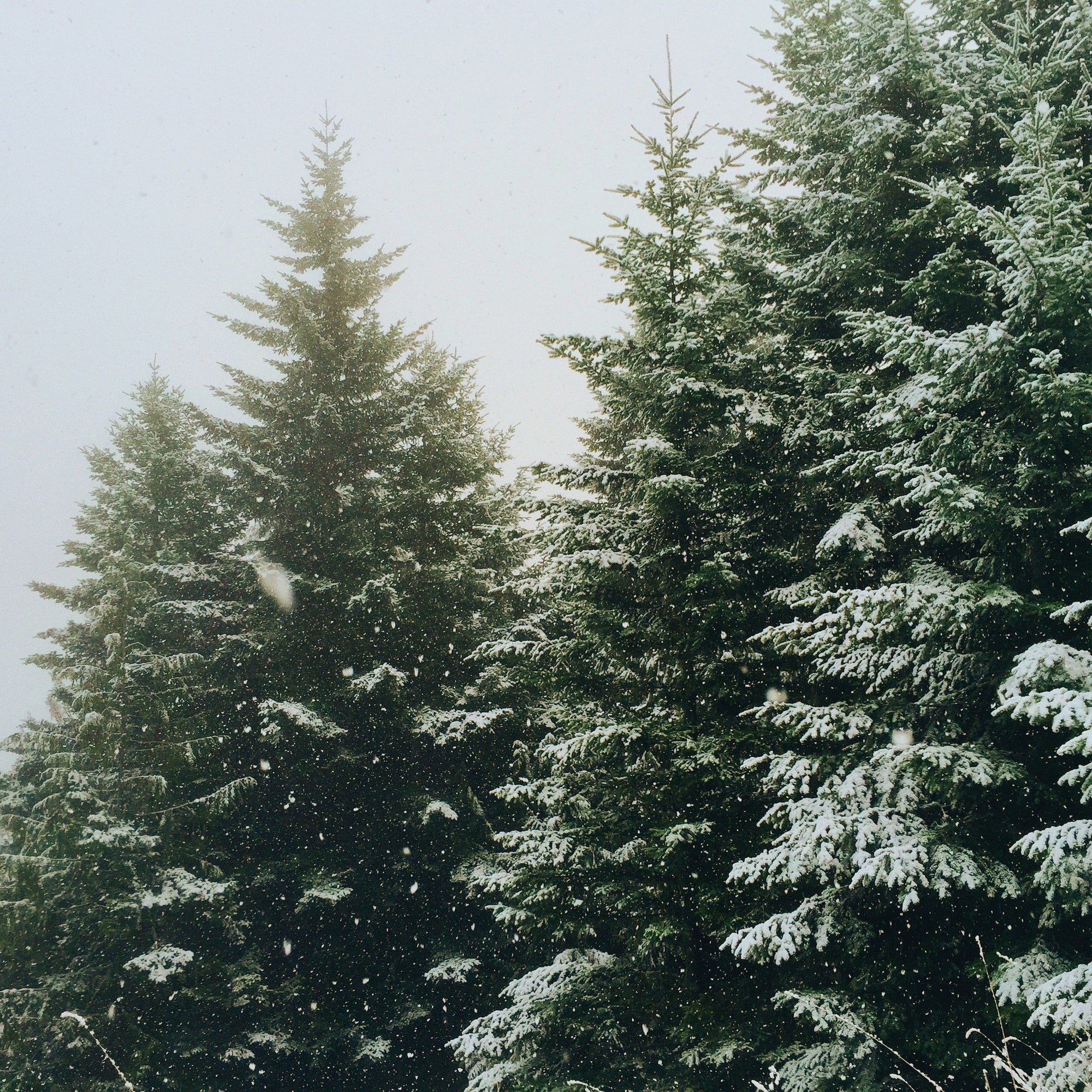 Winter Essentials 2023